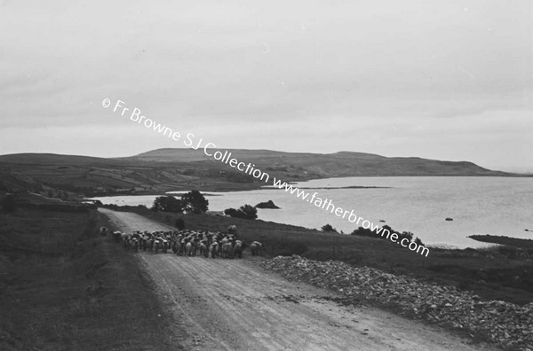 LOUGH TALT WITH FLOCK OF SHEEP ON ROAD